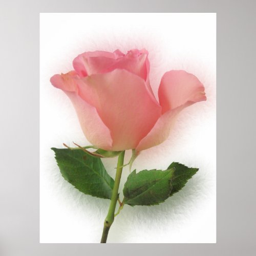 Single Pink Rose print