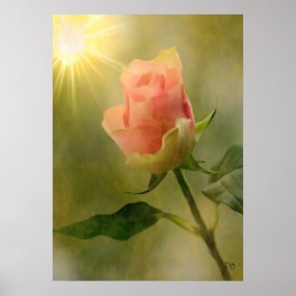 Single Pink Rose Posters