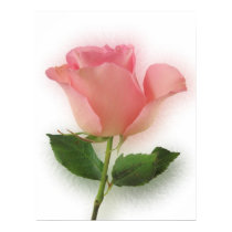 Single Pink Rose posters