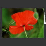 Single Poppy by Steven Dale cards