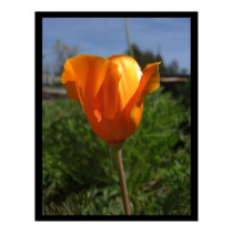Single Poppy Large Posters & Prints by wingedturtle Single Poppy Large Posters & Prints