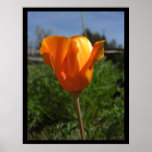 Single Poppy Large Posters & Prints