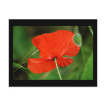 Single Poppy with border Post Cards
