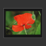 Single Poppy with border postcards