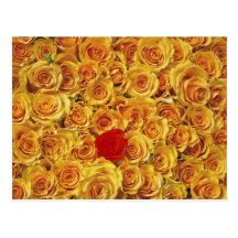 Single Red in Yellow Bed Roses Postcards
