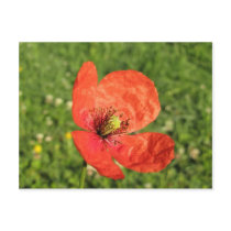 Single Red Poppy in Garden Postcards