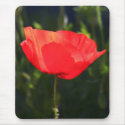 Single Red Poppy mousepads