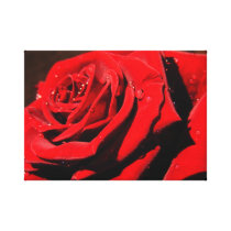 Single Red Rose Canvas Prints