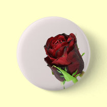 Single red rose on a light pink background. buttons