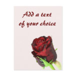 Single red rose on a light pink background postcard