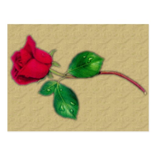 Single Red Rose Postcard Zazzle 