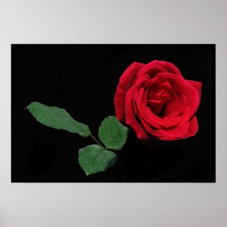 Single Red Rose print