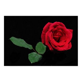 Single Red Rose print