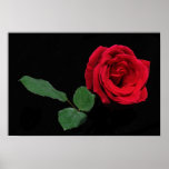 Single Red Rose Poster