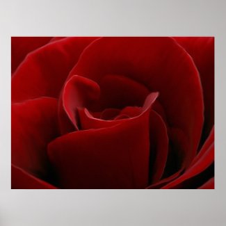 Single Red Rose Print print