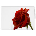 Single Red Rose With Dew Drops Card