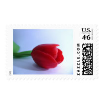 Single Red Tulip Postage Stamps