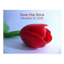 Single Red Tulip postcards