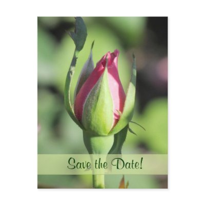 Single Rose Bud Save the Date Postcards
