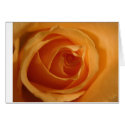 Single rose cards by ncomer27 Single rose cards