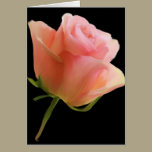 Single Rose Cards cards