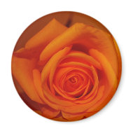 Single Rose Colorized Orange magnet