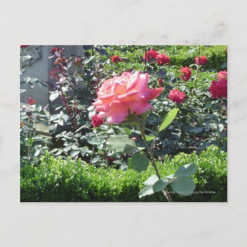 Single Rose postcard