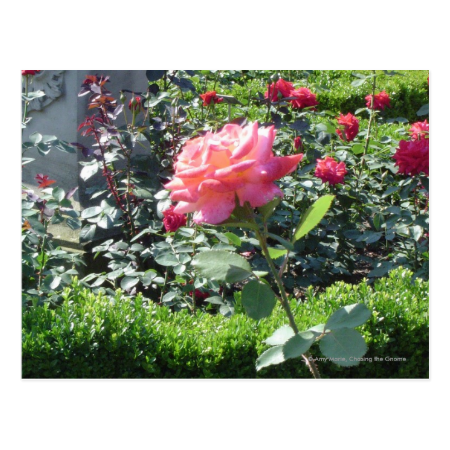 Single Rose Postcard