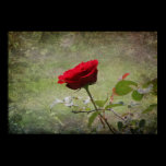 Single Rose Poster posters