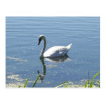 Single Swan Postcard postcards
