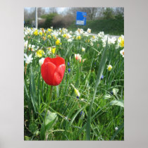 Single tulip posters
