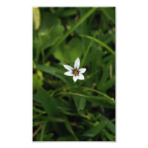 Single White Bloom Wildflower Macro Photo Print