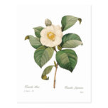 Single white camellia postcards