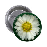 Single White Chrysanthemum buttons