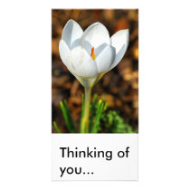 Single white crocus, Thinking of you... photo cards by anthonyhedger Single white crocus, Thinking of you... photo cards