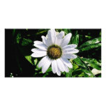 single white flower photo greeting card