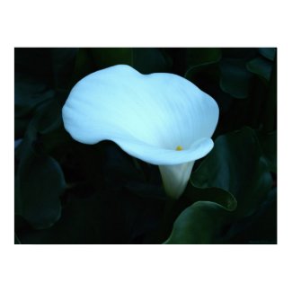 Single White Lily print