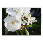 Single White Oleander with Bee 1
