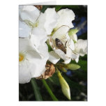 Single White Oleander with Bee 1
