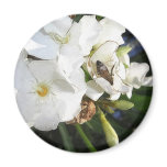 Single White Oleander with Bee 1
