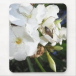 Single White Oleander with Bee 1