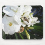 Single White Oleander with Bee 1