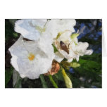 Single White Oleander with Bee 1 Painterly