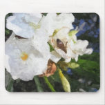 Single White Oleander with Bee 1 Painterly