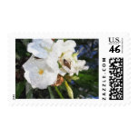 Single White Oleander with Bee 1 Painterly