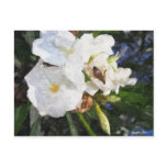Single White Oleander with Bee 1 Painterly