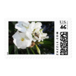 Single White Oleander with Bee 1
