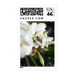 Single White Oleander with Bee 1