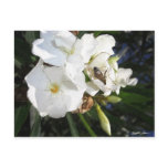 Single White Oleander with Bee 1
