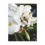 Single White Oleander with Bee 1